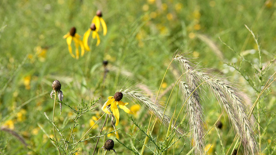 Roadman prairie flowers